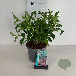 Weigela 'Styriaca' 50-60 cm 35L
