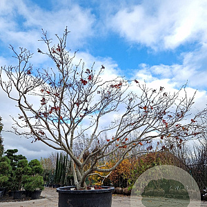 Acer japonicum 'Aconitifolium' 250-300 cm container meerstammig Bladkleur