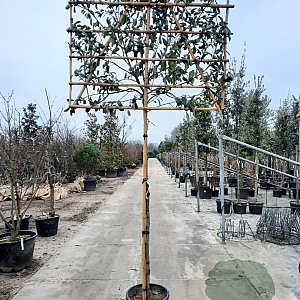 Photinia fraseri 'Red Robin' 10-12 cm container LEIVORM 200 cm stam