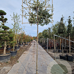 Quercus ilex 10-12 cm container LEIVORM 200 cm stam