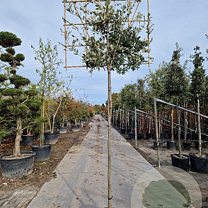 Quercus ilex 10-12 cm container LEIVORM 200 cm stam