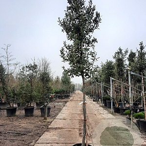 Quercus ilex 10-12 cm container LEIVORM 200 cm stam