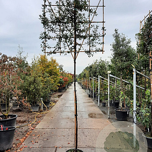 Quercus ilex 6-8 cm container 200 cm stam leiboom