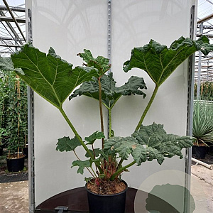 Gunnera manicata GM 2,0L