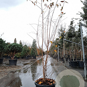 Prunus 'The Bride' 175-200 cm 35L meerstammig