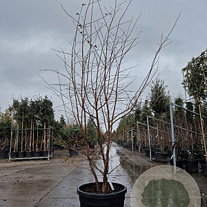 Prunus 'The Bride' 200-250 cm cont. 90L meerstammig