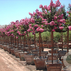 Lagerstroemia indica 200-250 cm container meerstammig extra