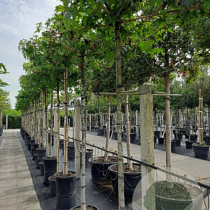 Liquidambar styraciflua 12-14 HO container dakvorm