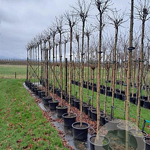 Liquidambar s. 'Gum Ball' 8-10 HO container 225 cm stam