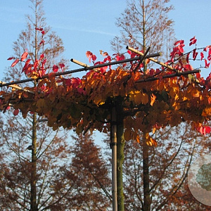 Parrotia persica 10-12 HO container dakvorm 250 cm stam