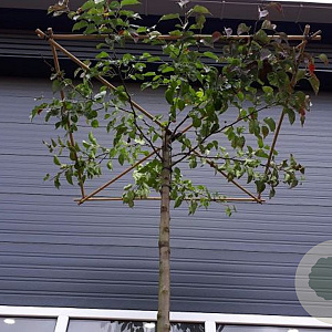 Pyrus calleryana 'Chanticleer' 10-12 HO container dakvorm 250 cm stam