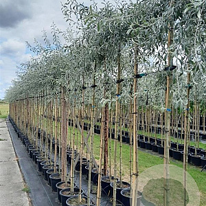 Pyrus salicifolia 'Pendula' 8-10 HO container 225 cm stam