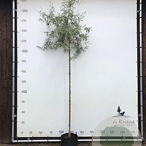 Pyrus salicifolia 'Pendula' 8-10 HO container 225 cm stam
