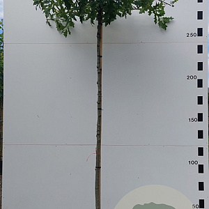 Quercus palustris 10-12 HO container dakvorm 250 cm stam