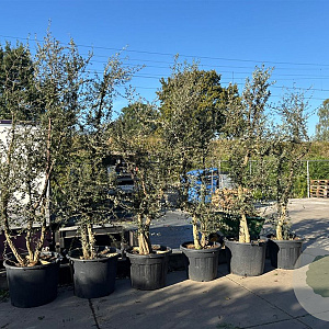 Quercus suber 200-250 cm container meerstammig extra