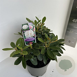 Rhododendron (Y) 'Schneekrone' 30-40 cm 5,0L