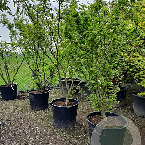 Acer palmatum 200-250 cm container meerstammig extra