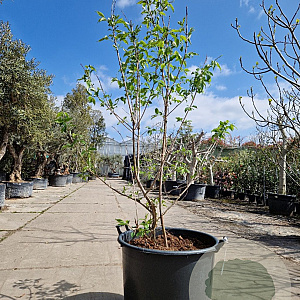 Heptacodium miconioides 150-175 cm container meerstammig