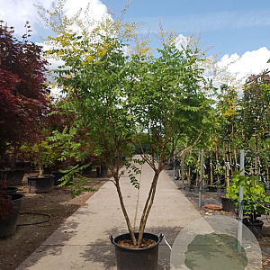 Koelreuteria paniculata 200-250 cm container meerstammig extra