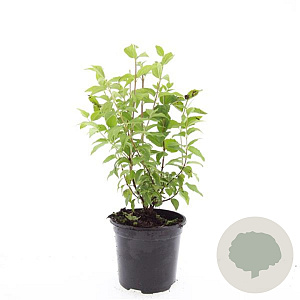 Philadelphus 'Belle Etoile' GM 1.5