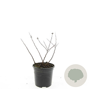 Spiraea betulifolia 'Tor' GM 1.5