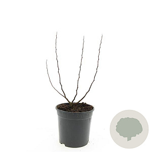 Spiraea betulifolia 'Tor' GM 1.5