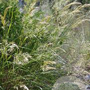 Achnatherum calamagrostis GM P9
