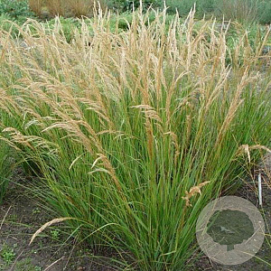 Achnatherum calamagrostis GM P9
