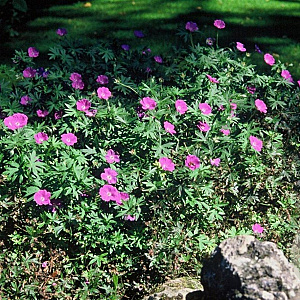 Geranium sanguineum GM P9
