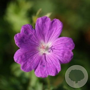 Geranium sanguineum GM P9