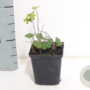 Geranium sanguineum GM P9