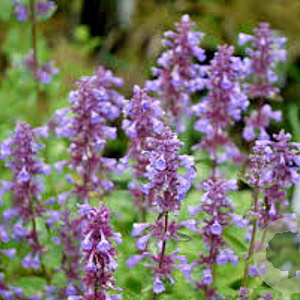 Nepeta grandiflora 'Blue Danube' GM P9