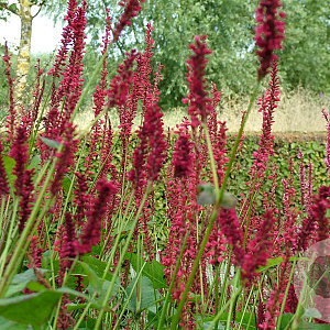 Persicaria amplexicaulis GM P9