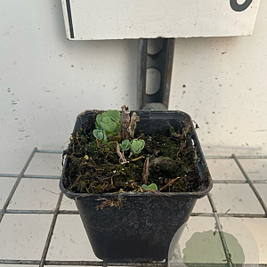 Sedum 'Herbstfreude' GM P9