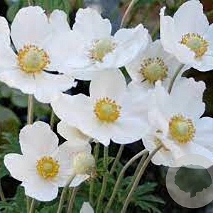 Anemone sylvestris 'Snow White' GM 2,0L