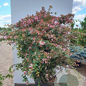 Abelia 'Edward Goucher' 150-175 cm 50L
