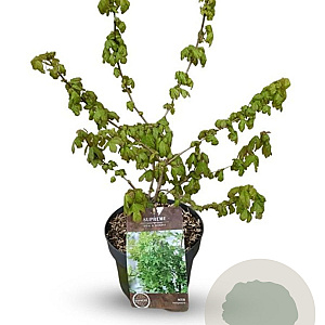 Acer campestre 40-60 cm 4,0L