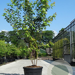 Acer freemanii Autumn Blaze 350-400 cm cont. 110L meerstammig