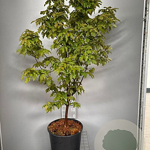 Acer griseum 100-125 cm 20L