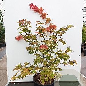Acer shirasawanum 'Autumn Moon' 100-125 cm 20L