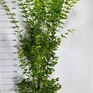 Acer shirasawanum 'Jordan' 200-250 cm 35L