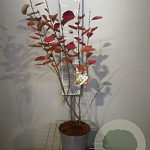 Amelanchier lamarckii 60-80 cm 4,0L