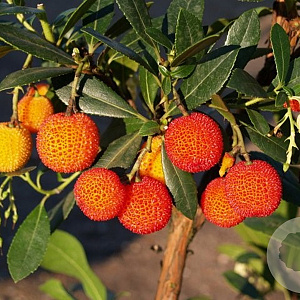 Arbutus unedo 'Atlantic' 100-125 cm 20L
