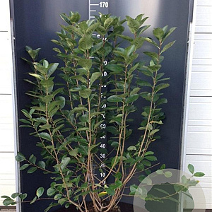 Aronia melanocarpa 125-150 cm 12L