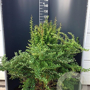 Berberis thunbergii 60-80 cm 12L