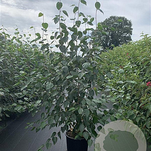 Betula utilis 'Doorenbos' 175-200 cm 20L