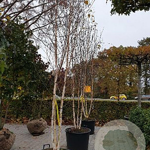 Betula utilis jacquemontii 350-400 cm cont. 130L meerstammig