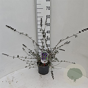 Buddleja d. 'Nanho Blue' 40-50 cm 3,0L