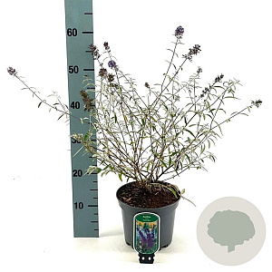 Buddleja d. 'Nanho Blue' 40-50 cm 3,0L