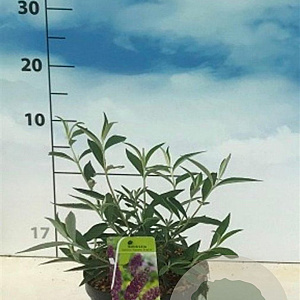 Buddleja d. 'Nanho Purple' 40-50 cm 3,0L